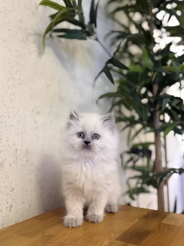 Dişi British Longhair Blue Point Yavrularim