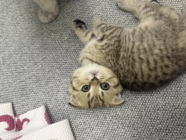 Scottish Fold 2 Aylık
