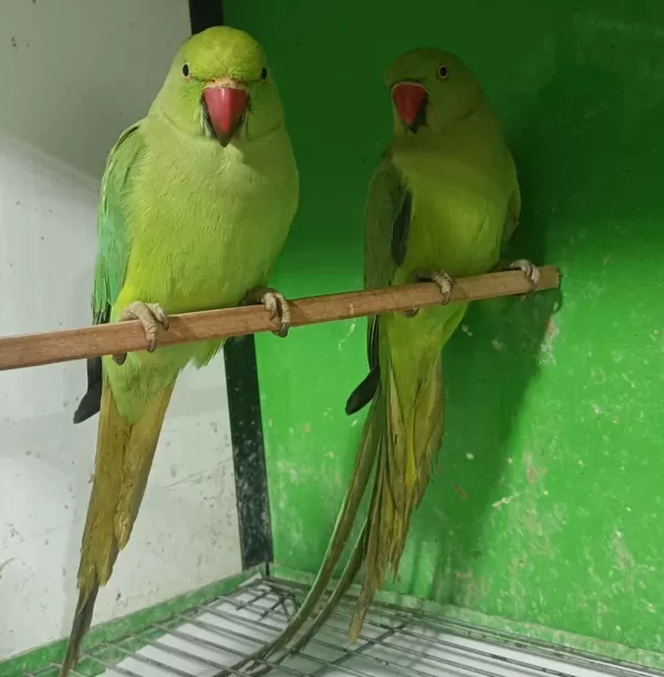 Kapalı Bilezik Pakistan Papağanlarımız