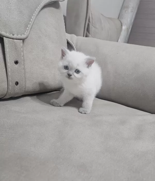 Beyaz Scottish Fold Prens