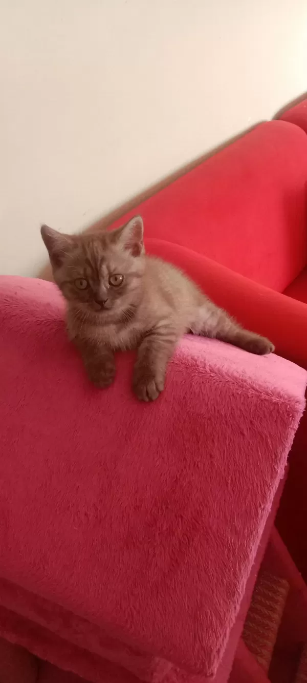 Harika İki Tatlı Kedimiz