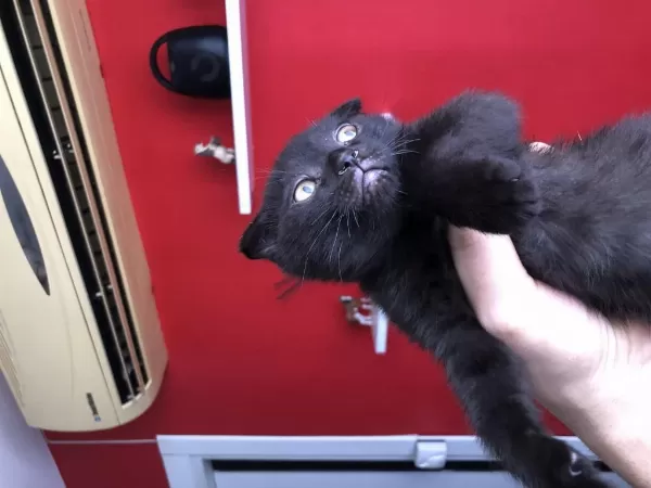 Scottish Fold Yavrularımıza Yeni Yuvalarını Arıyoruz