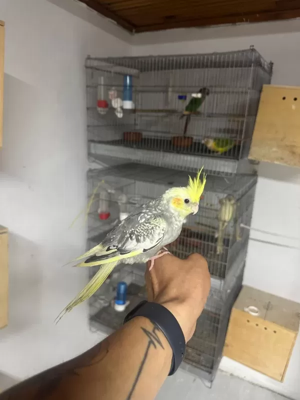 Full Evcil El Besleme Yavru Sultan Papağani