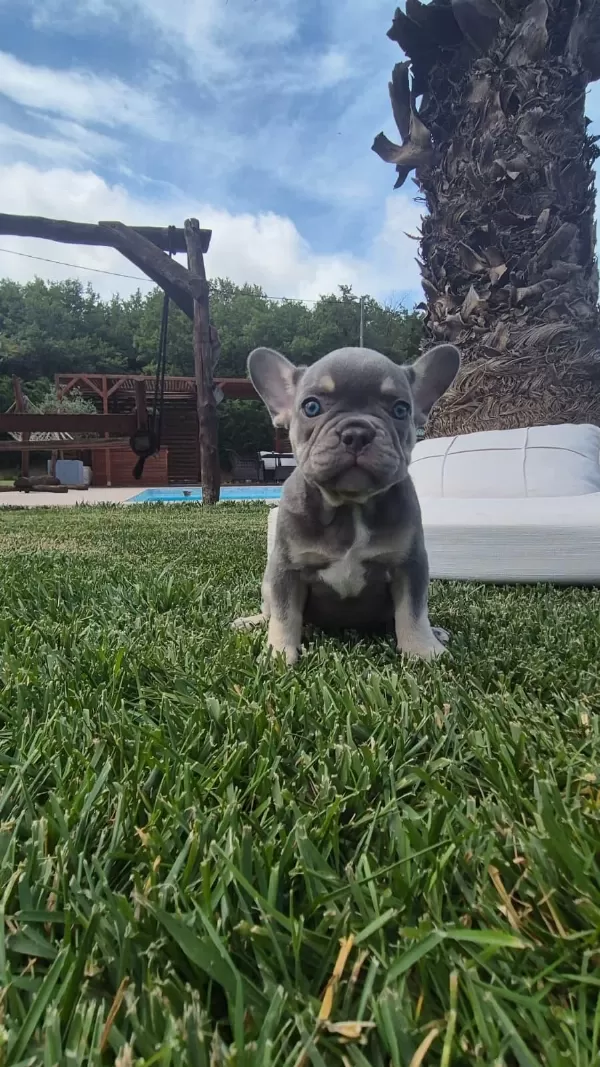Blue French Bulldog Yavruları İstanbul
