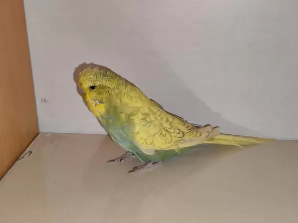 Satılık Jumbo Muhabbet Kuşu