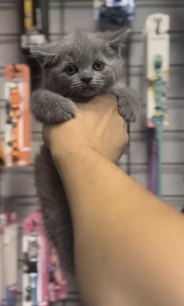 Safkan Ayi Surat British Shorthair Bebekler