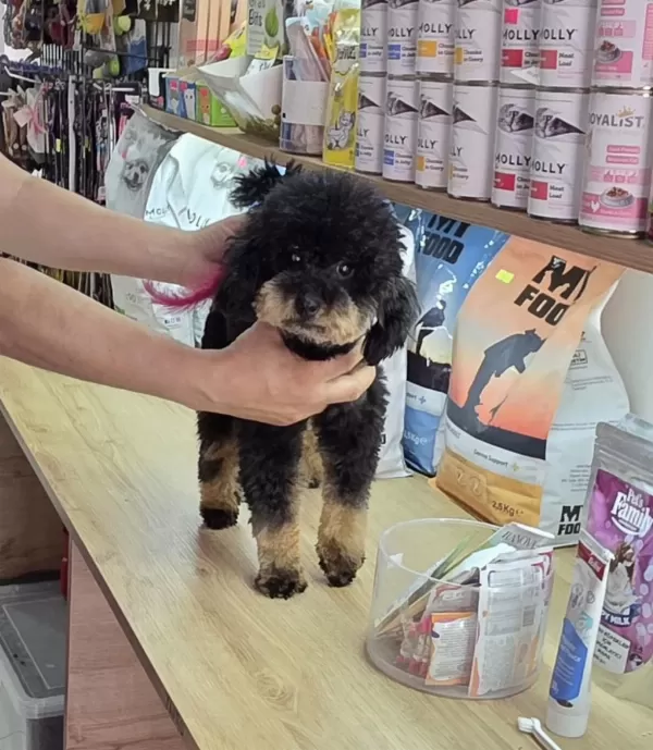 10 Aylik Dişi Kore Toy Poodle