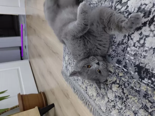 Acil Sahiplendirilecek British Shorthair Dişi