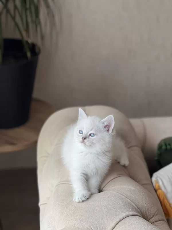 Harika Surat Yapisina Sahip British Shorthair Yavrum