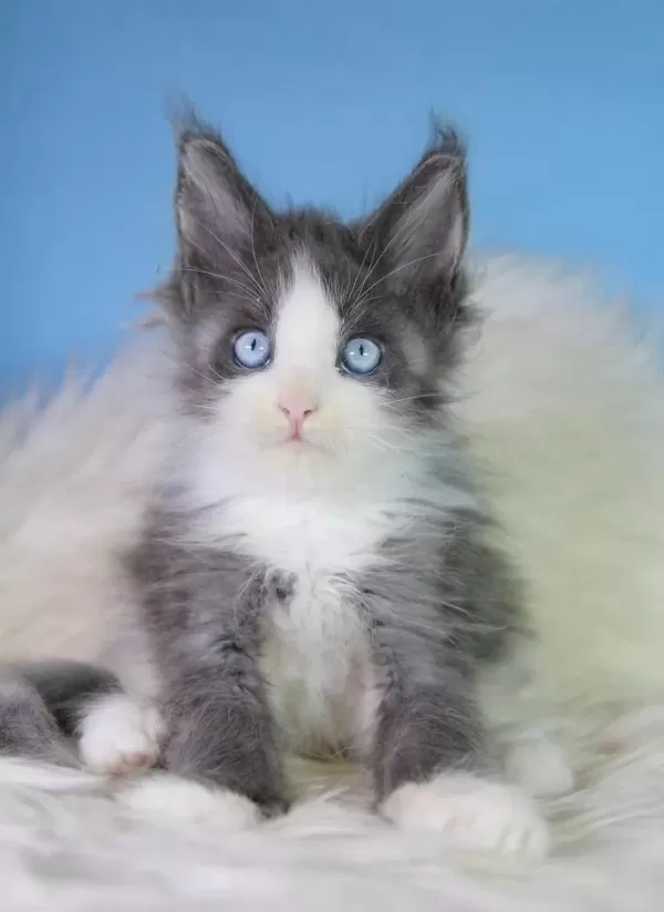 Özel Maine Coon Erkek Mavi Gözlü