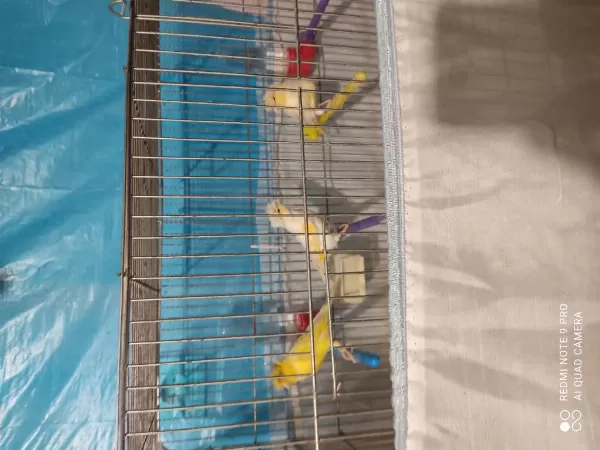 Lanksair Kırması Dişi Tepeli Alman Tepeli Dişi Kanarya