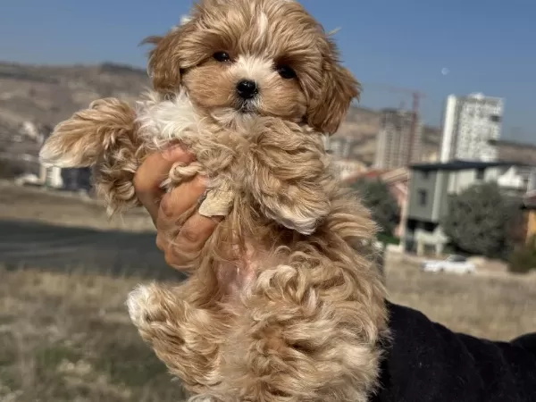 Petmode Köpek Çiftliğinden Kore Maltipoo