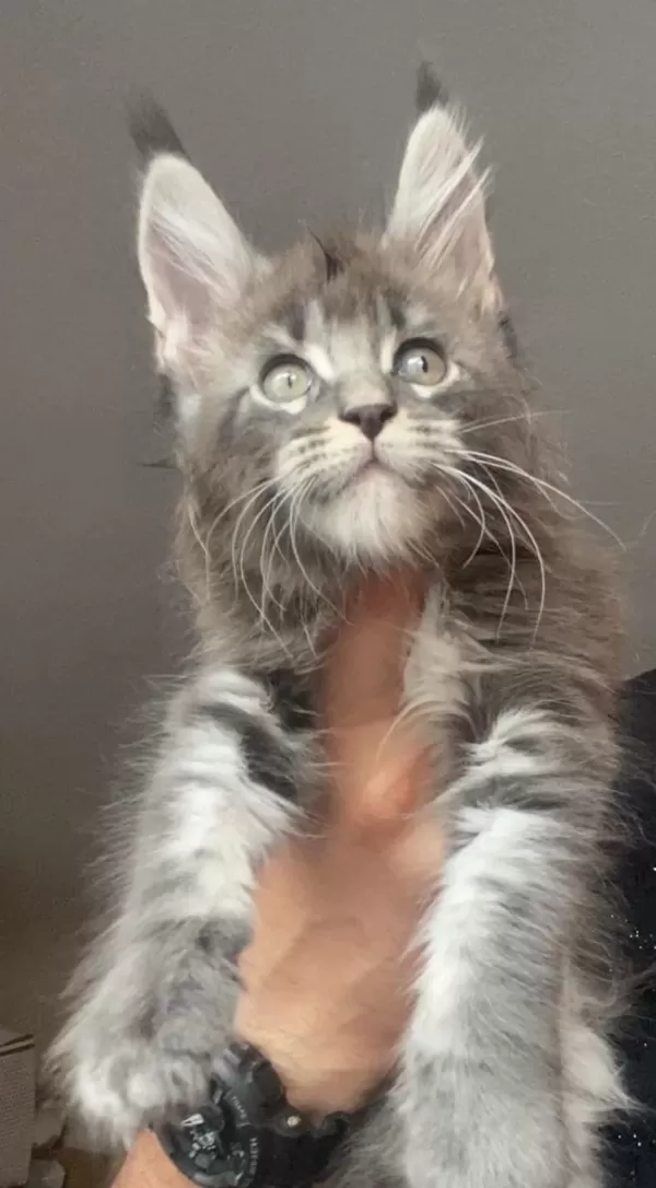Xxxl Erkek Ufak Vaşak Gibi Maine Coon