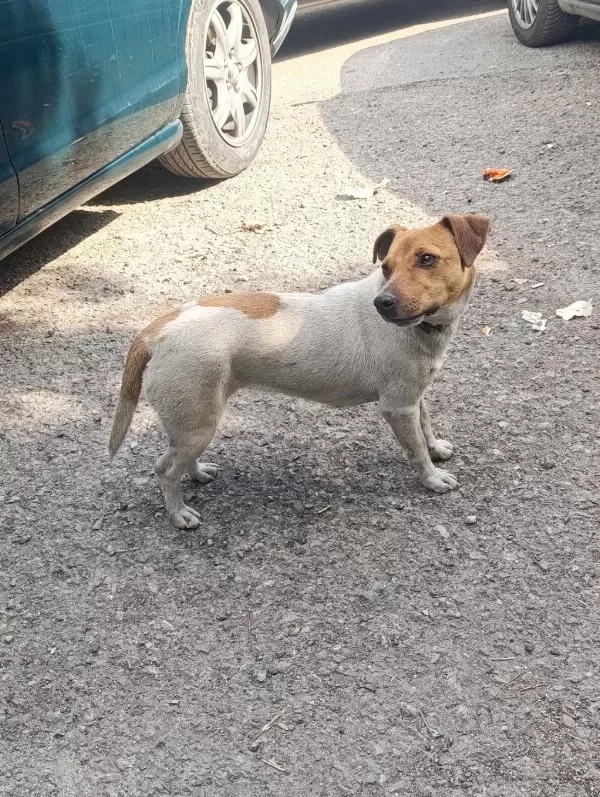 Orjinal Saf Kan Jack Russell