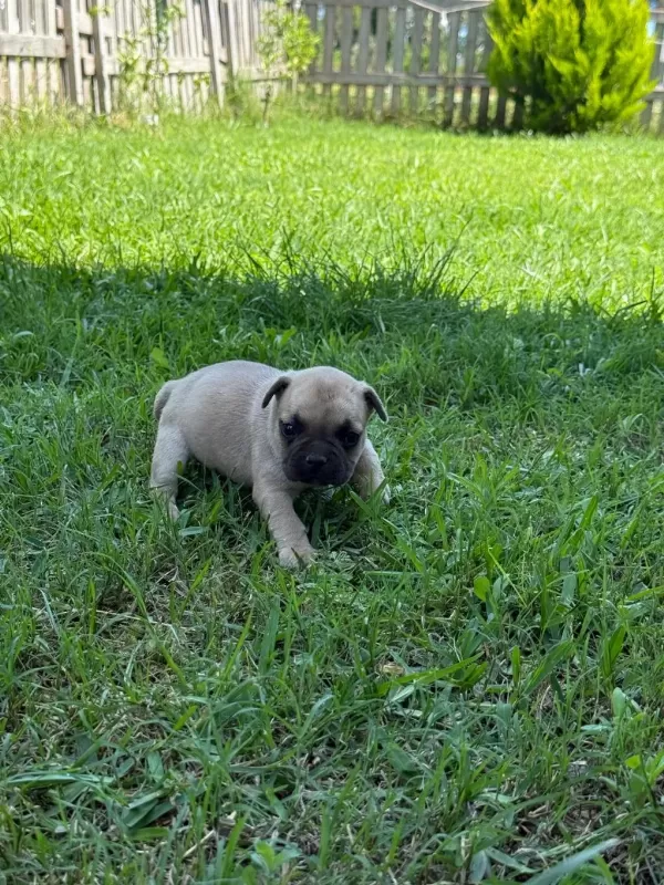Çok Acil Son Bir Adet Dişi French Bulldog Kalmıştır