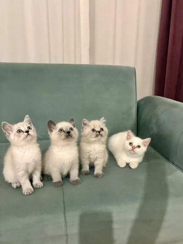 Mükemmel Güzellikteki British Shorthair Yavrular