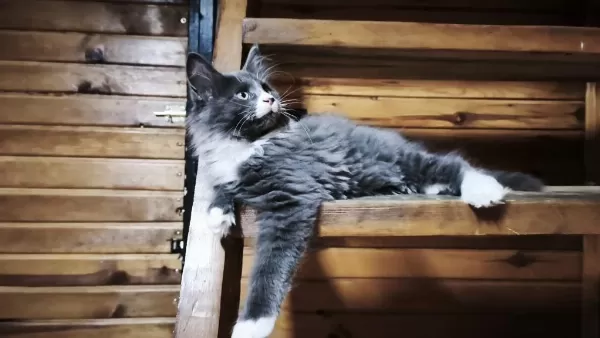 Tüm Aşı Ve Belgeleri Eksiksiz Şecereli Safkan Maine Coon