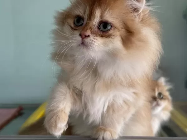 Aşılı Karneli En Güzel Golden Longhair British