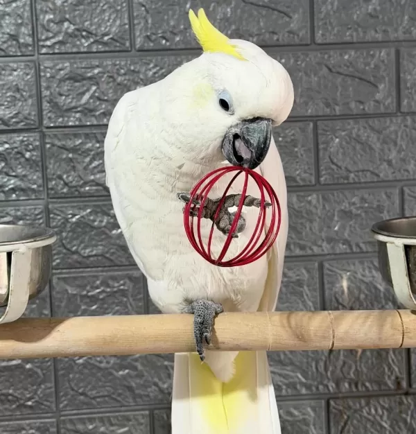 Full Evcil Kakadu Papağanı