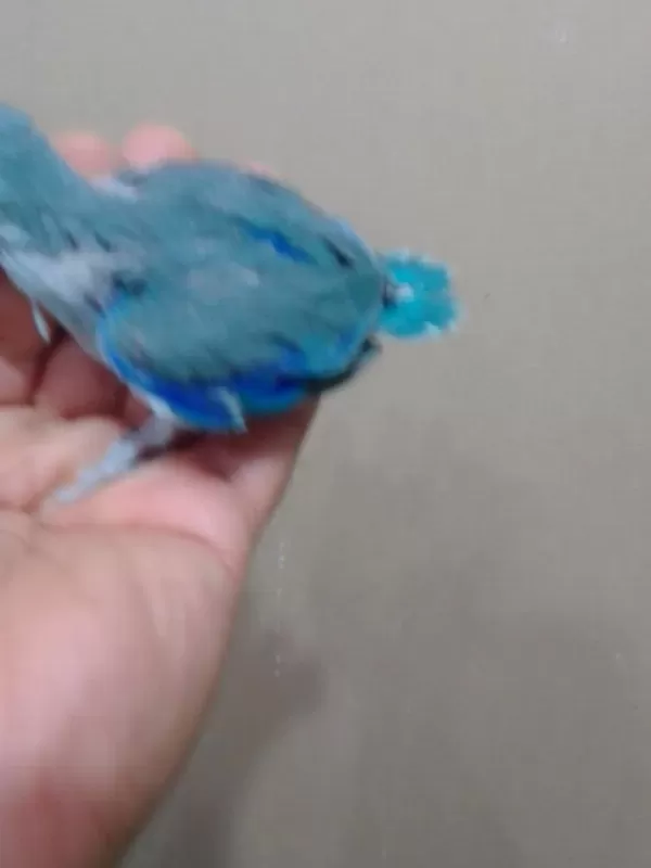 Erkek Bebek Forpus Cep Papağanı