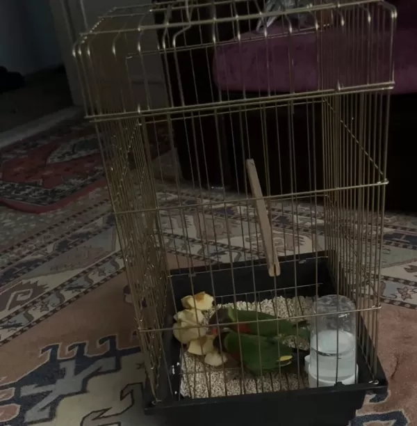 Lori Papağanı 6 Aylık