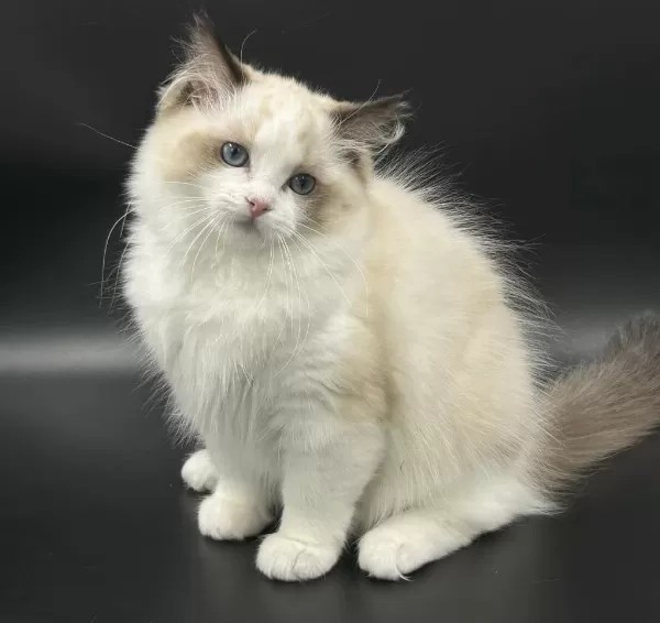 Safkan Ragdoll Yavruları Soyu Şampiyonlara Dayanıyor