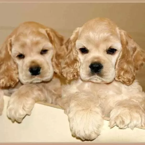Amerikan Cocker Köpeklerimiz Gelip Görerek Alabilirsiniz