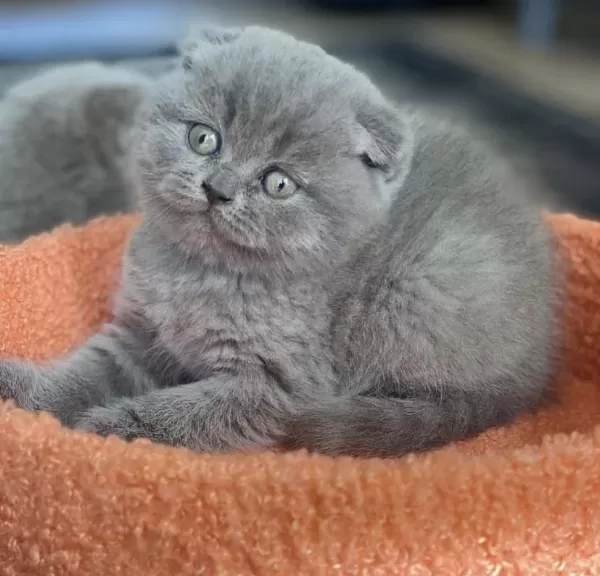 Scottish Fold Gri Yavrularim