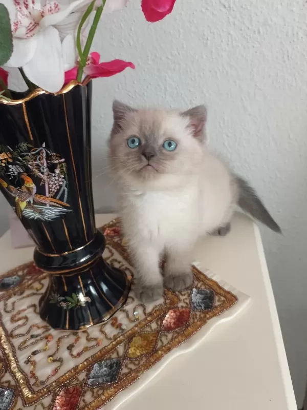 2 Erkek British Shorthair