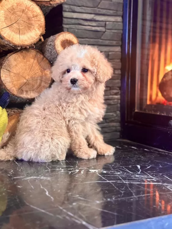 Teddy Surat Kore Kan Maltipoo Yavrularımız