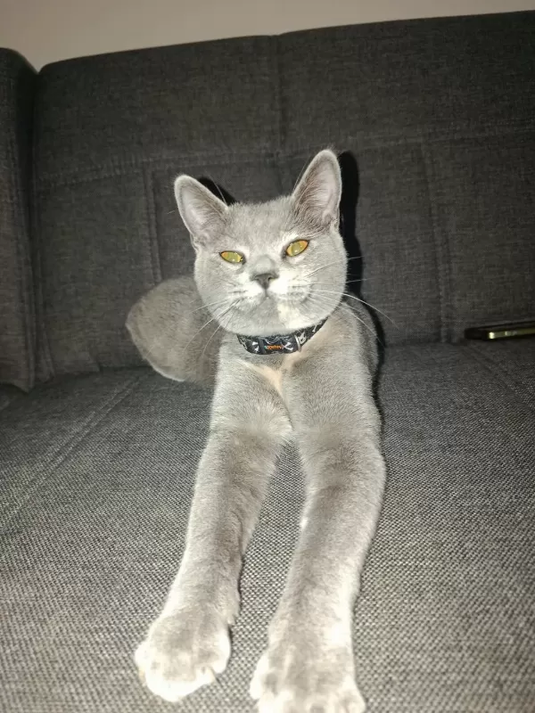 Acil Sahiplendirme Ücretsiz Kedimiz