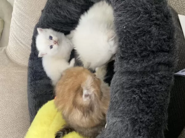 Gold Brirish Longhair Yavrularımız