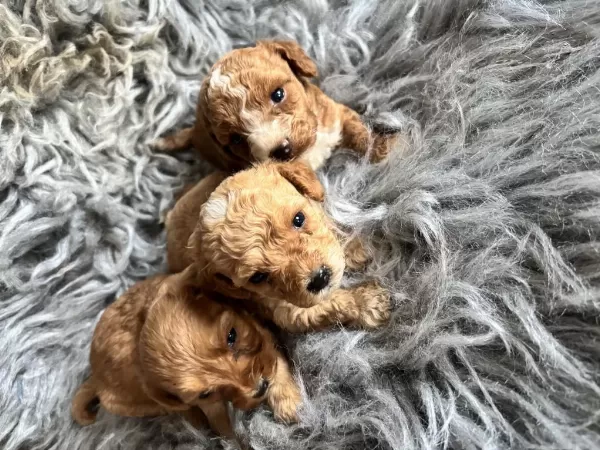 Maltipoo Bebekleri Sevimli