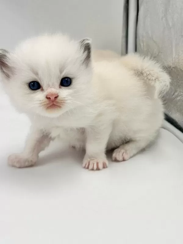 Şampiyon Anne Ve Babanın Safkan Ragdoll Bebekleri