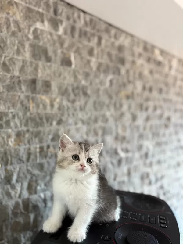 Safkan British Shorthair Yavrularim