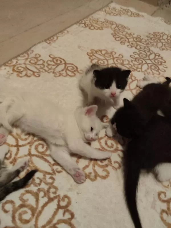Ömürlük Yuvasını Arayan Kedilerimiz