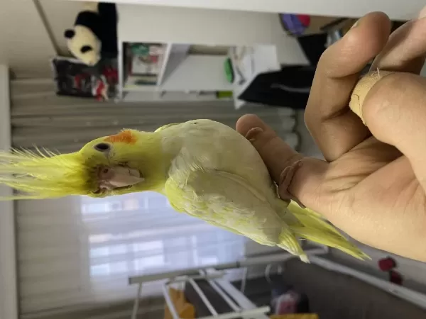 Lutino Sultan Papağanı