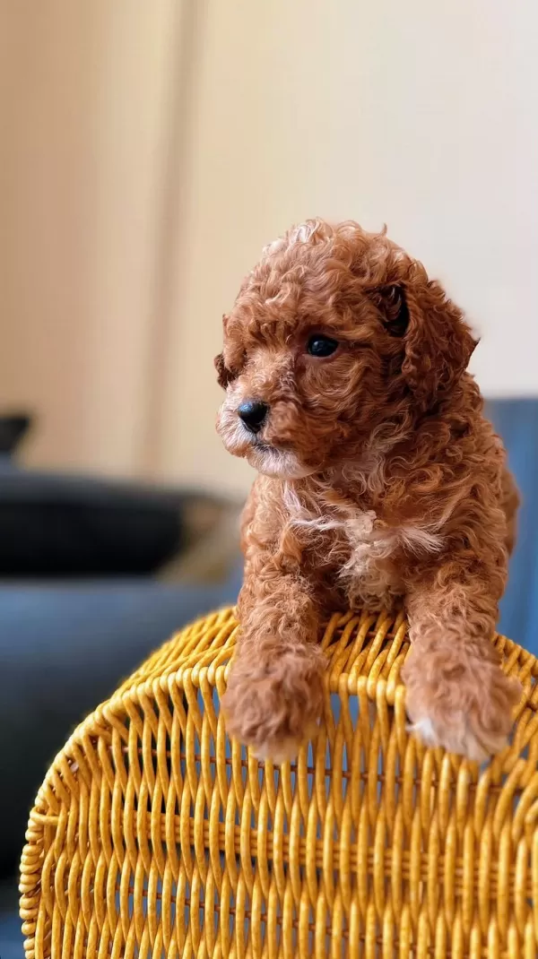 Toy Poodle Red Brown Yavrular