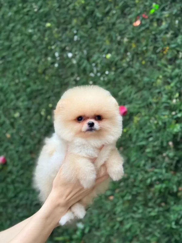 Sağlik Ve İrk Garantili Pomeranian Köpekler