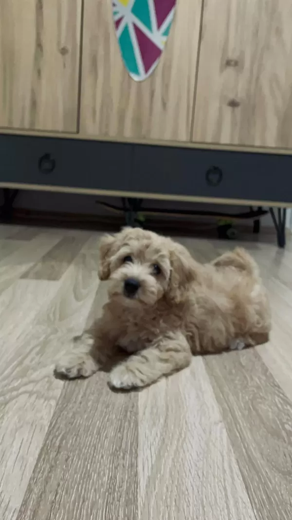 Yuva Arıyoruz Maltipoo Köpeğimize