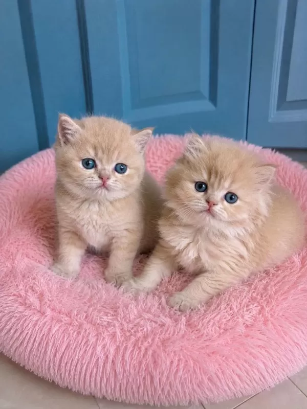 Çok Nadir Mavi Gözlü Golden British Shorthair Yavrular