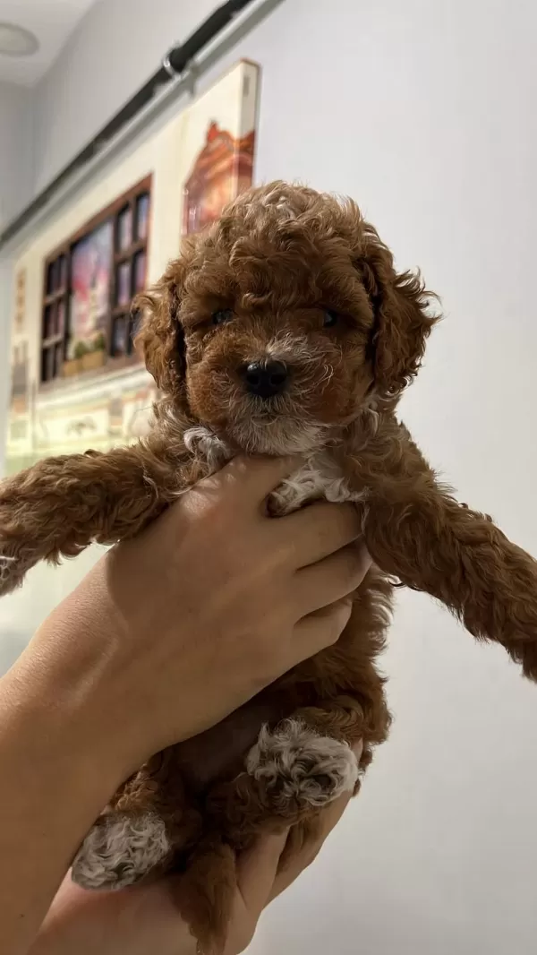 5 Adet Dişi Erkek Poodle