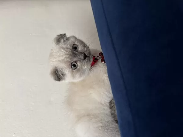 Scottish Fold Blue Point 3 Aylık Kedimiz