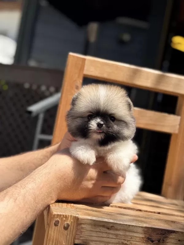 Pomeranian Yavru Köpekler
