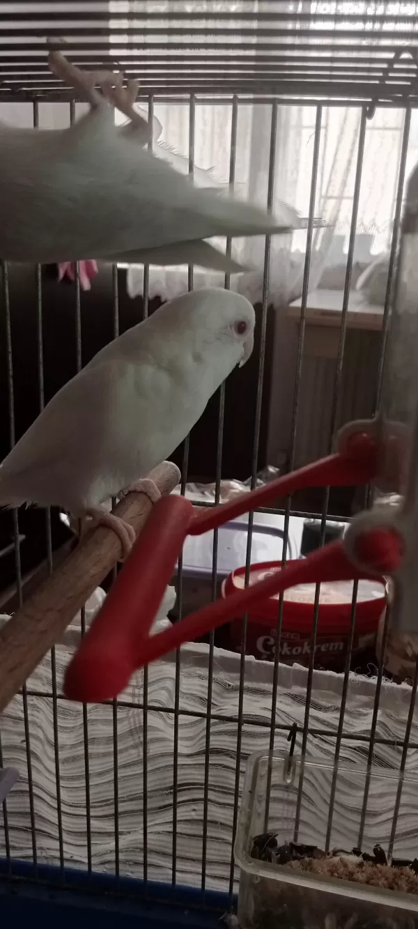 Albino Kırmızı Göz Dişi Forpus