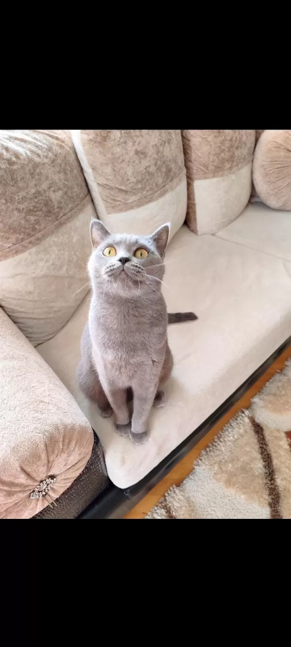 Gri Dişi British Shorthair Ücretsiz
