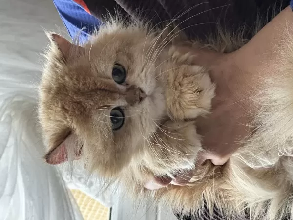 British Shorthair Golden Bebekler Ciddi Kişiler