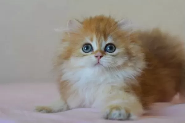 Erkek Golden British Longhair Ankara