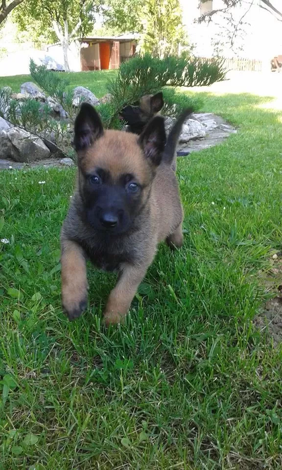 Belçika Malinois Yavrulari
