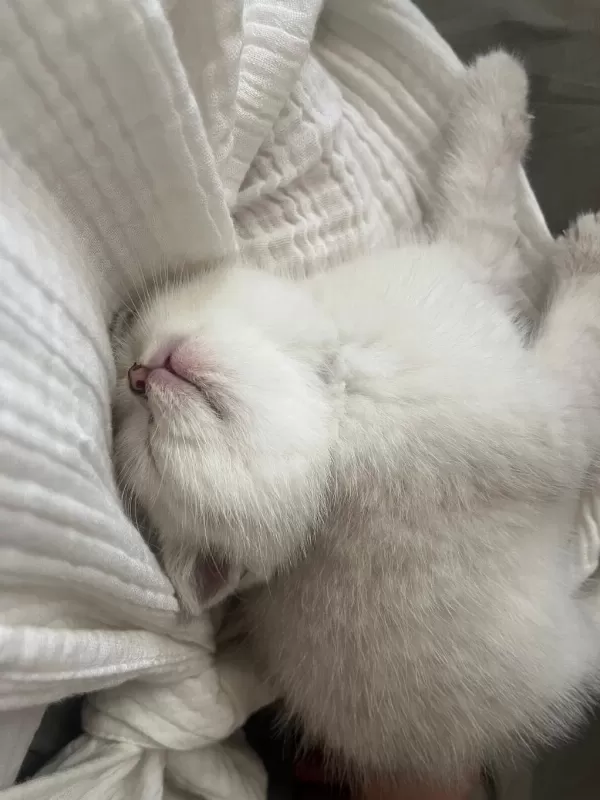 Masmavi Orijinal British Shorthair Bebekler